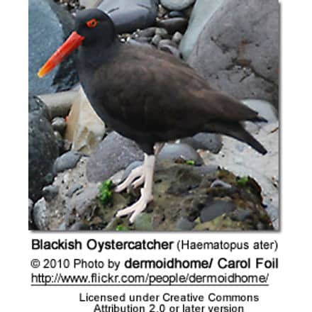 Blackish Oystercatcher (Haematopus ater)