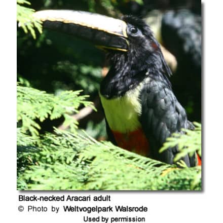 Black-necked Aracari adult