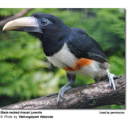 Juvenile Black-necked Aracari