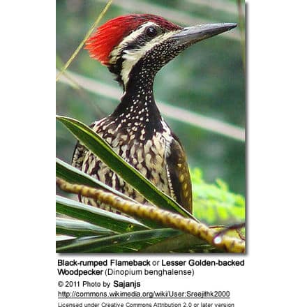 Black-rumped Flameback or Lesser Golden-backed Woodpecker (Dinopium benghalense)