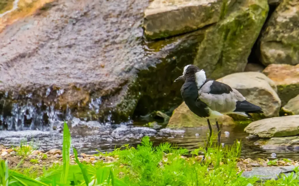 Blacksmith Lapwings Standing at the Water Side