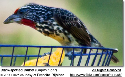 Black-spotted Barbet (Capito niger)