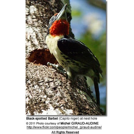 Black-spotted Barbet (Capito niger) at nest hole