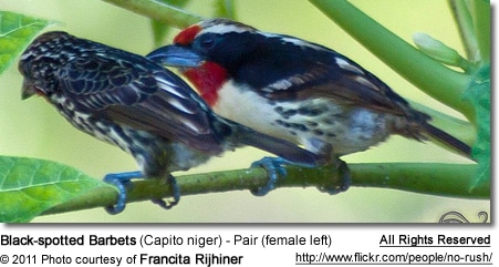 Black-spotted Barbets (Capito niger) - Pair (female left)