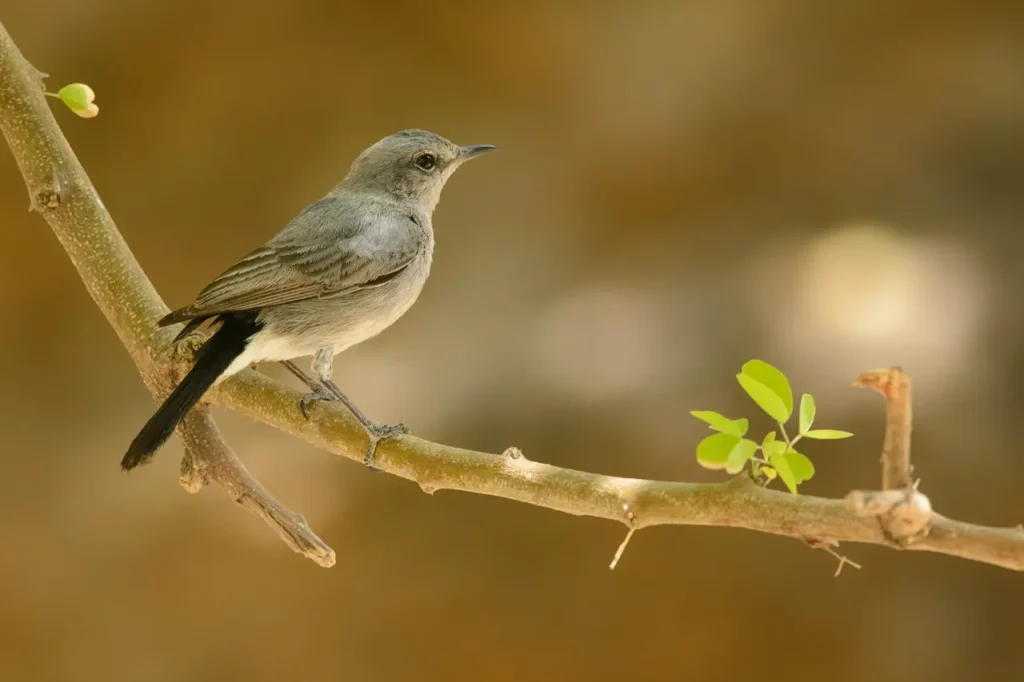 Blackstarts on a Tree Branch 