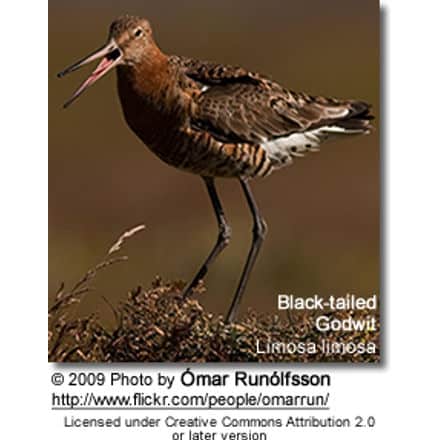 Black-tailed Godwit, Limosa limosa