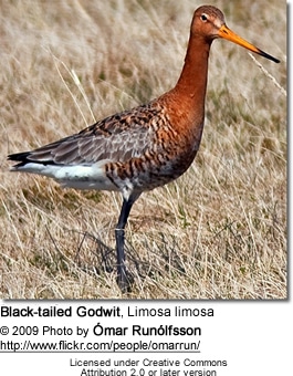 Black-tailed Godwit, Limosa limosa