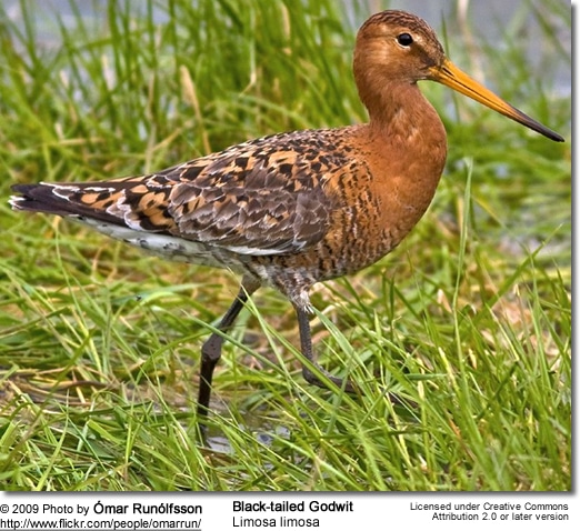 Black-tailed Godwit, Limosa limosa