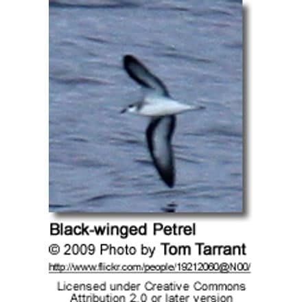Black-winged Petrel