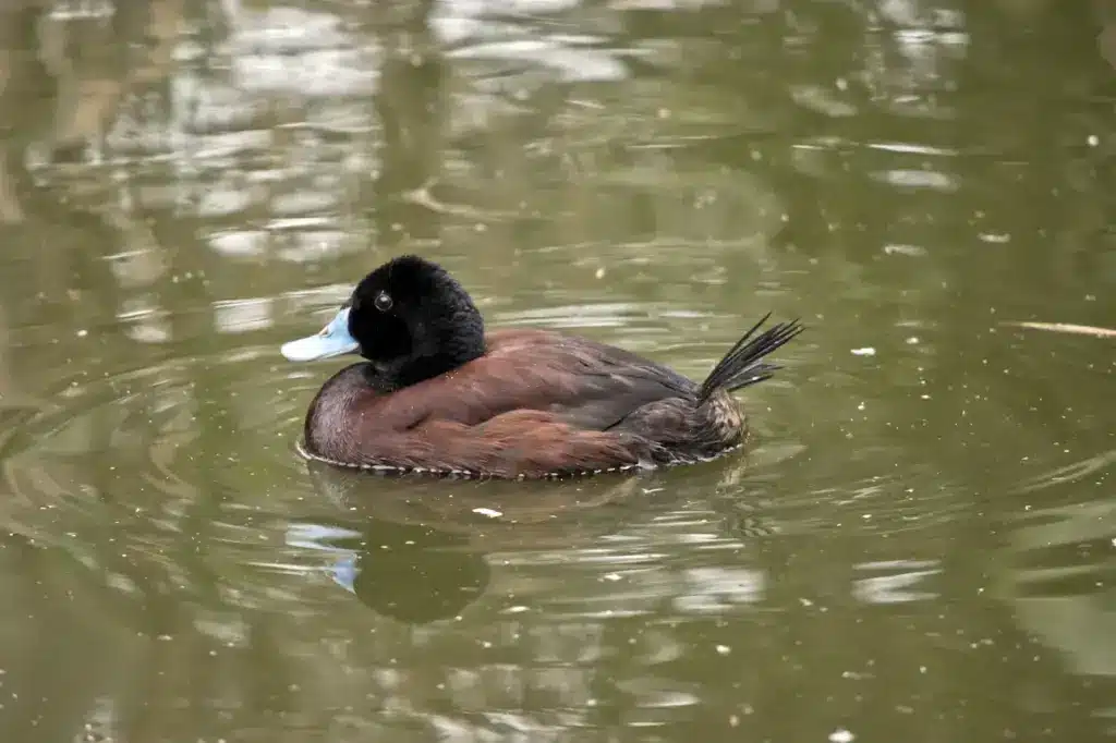 Blue Billed Duck is Swimming in a Pond 