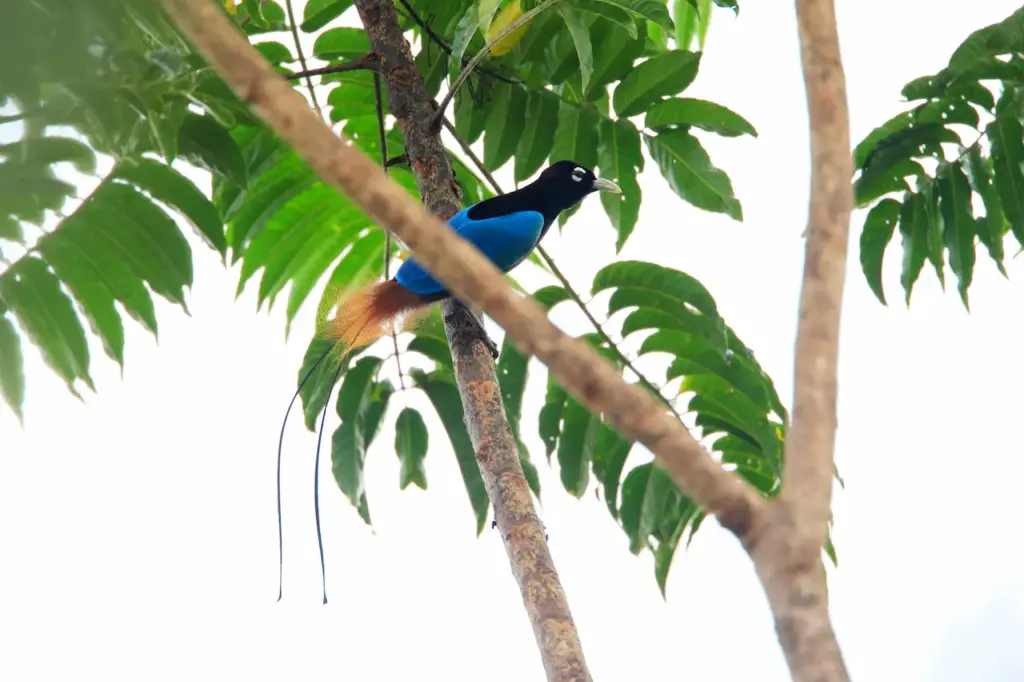 Blue Birds of Paradise Resting in a Tree