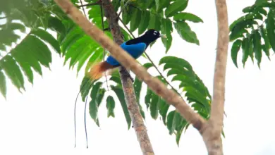 Blue Birds of Paradise Resting in a Tree