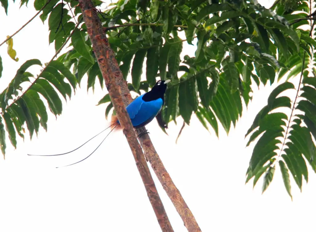 Blue Birds of Paradise on a Tree 
