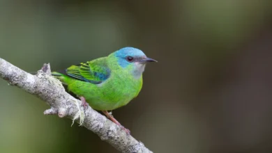 Blue Dacnis