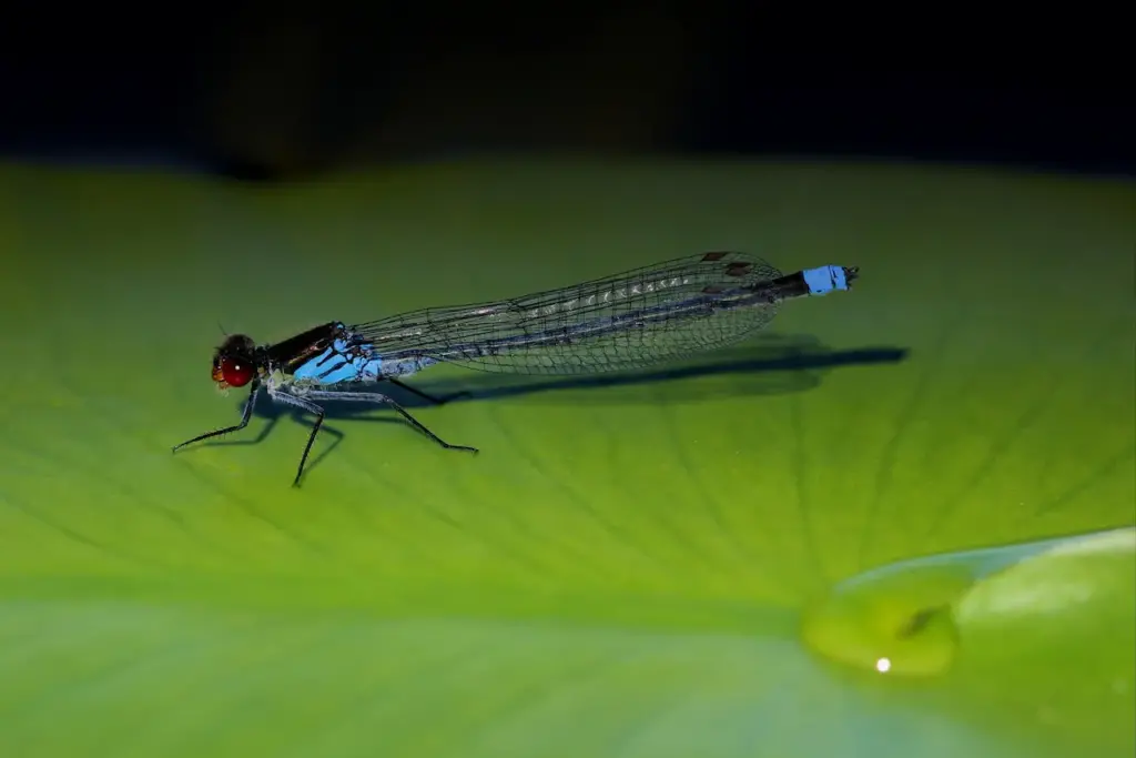 Blue Dragonfly Close Up