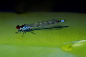 Blue Dragonfly Close Up