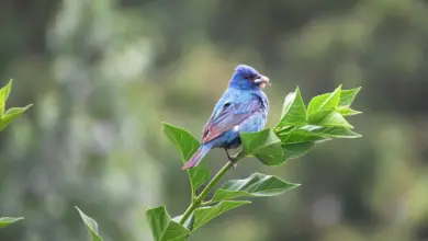 A Blue Grosbeaks holding a little worm on its mouth.