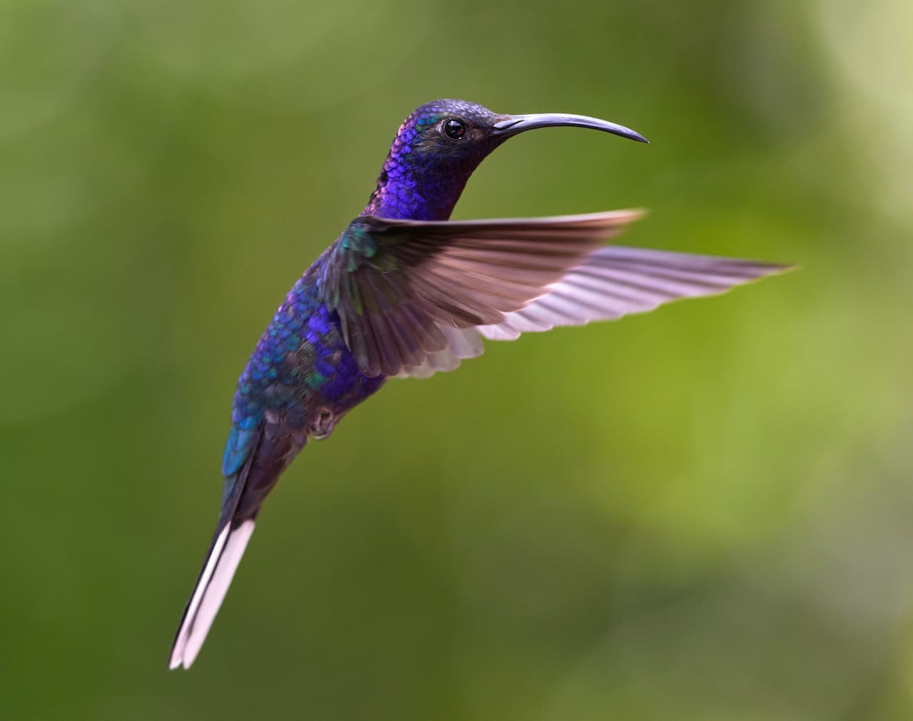 A Blue Hummingbirds flying in the air alone.