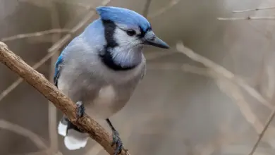 A Blue Jay rests on a tree branch.