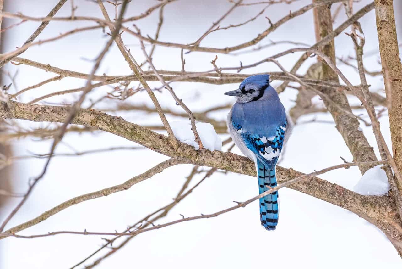 A Blue Jay perched on a bare branch of a tree in a snowy forest.
