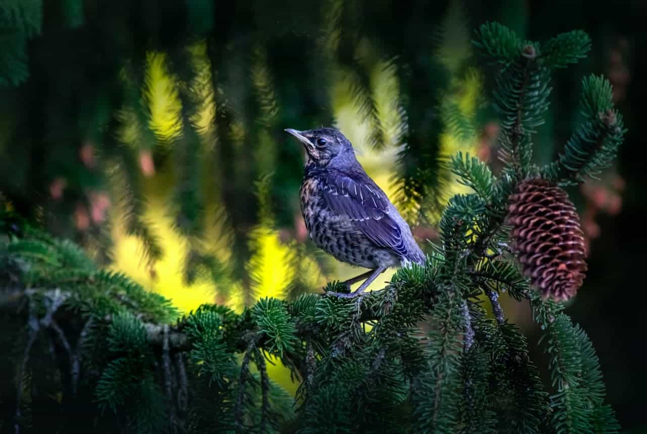 A Blue Rock Thrush Perched On A Branch