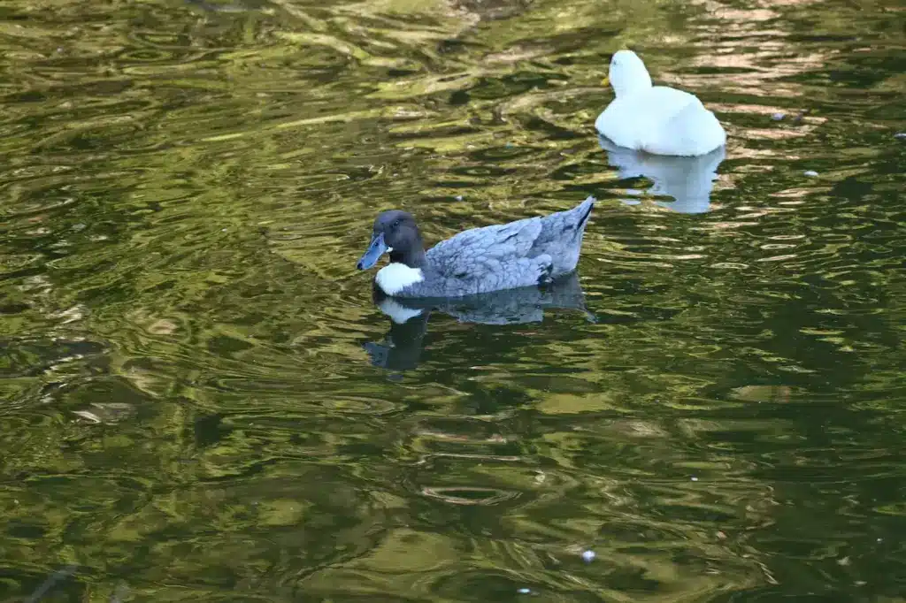 A Blue Swedish Ducks in the Water