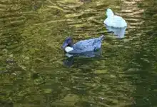 A Blue Swedish Ducks in the Water