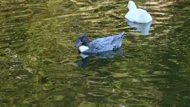 A Blue Swedish Ducks in the Water