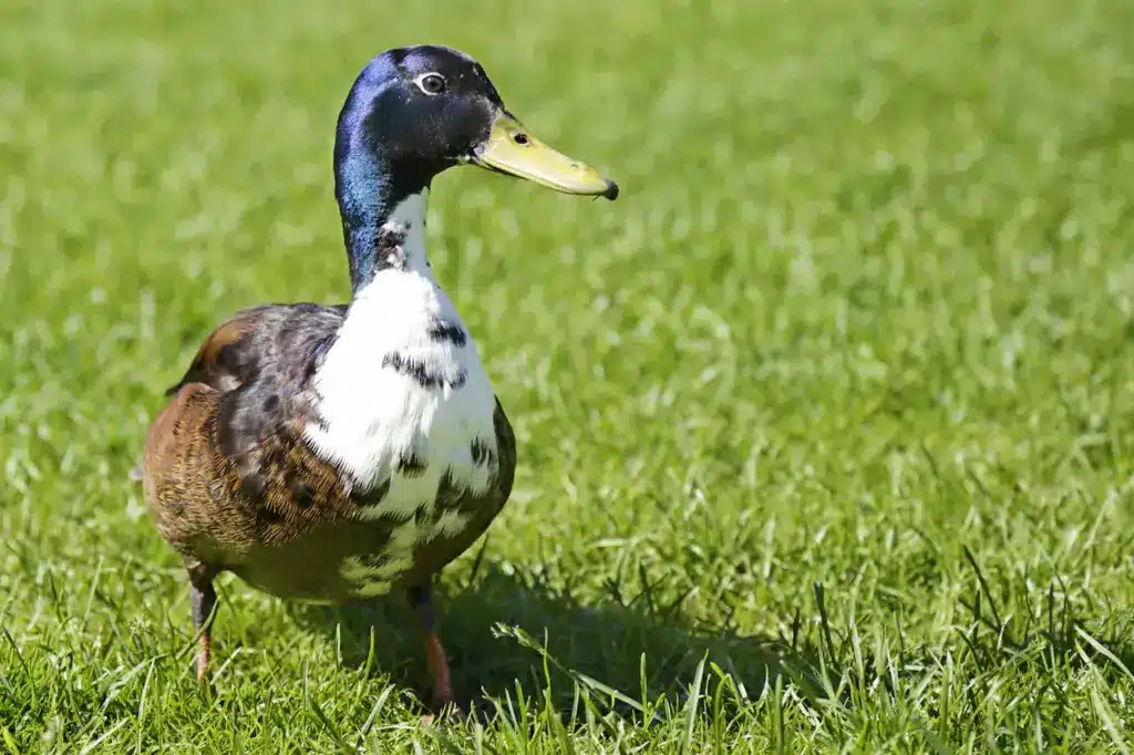 Blue Swedish Male Duck 