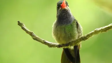 The Blue-Throated Goldentails Close-Up Image