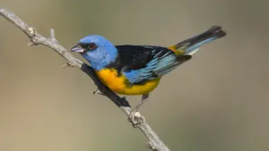 Blue and Yellow Tanagers Perched on a Tree Branch