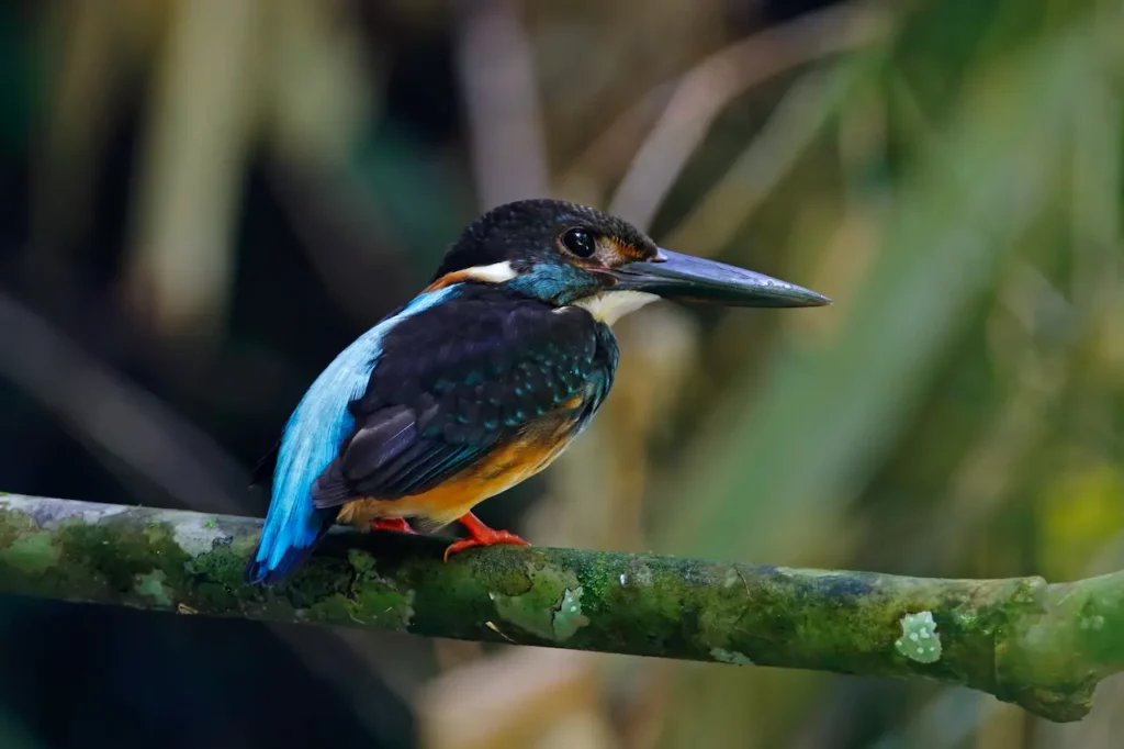 Blue-banded Kingfishers