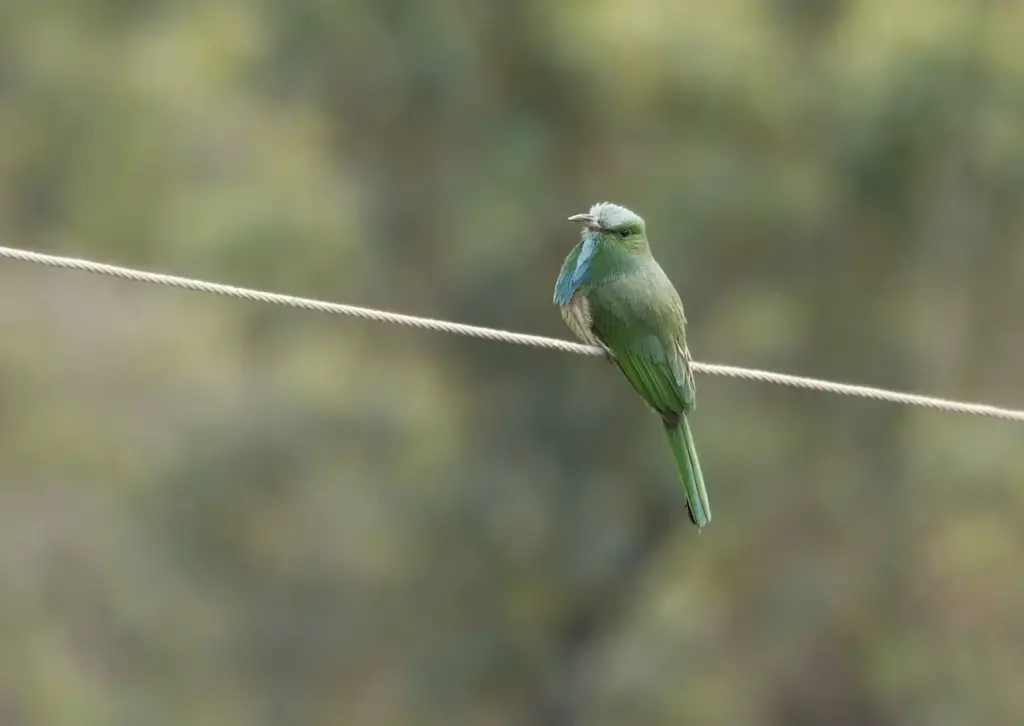 Blue-bearded Bee-eaters Perched on a Wire 