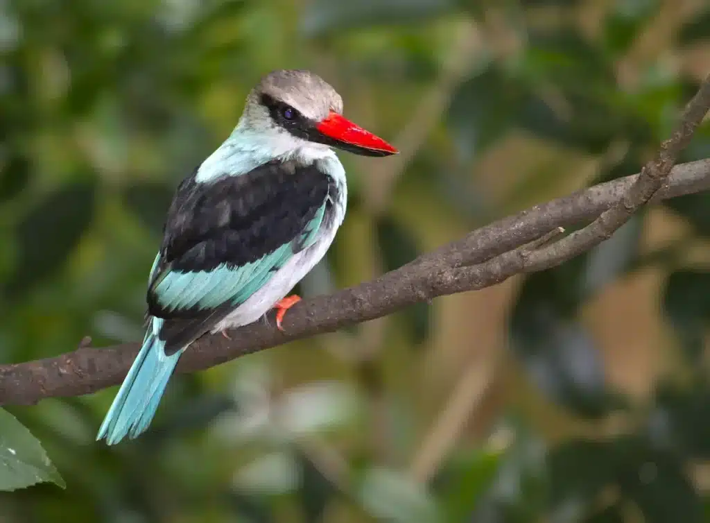 Blue-breasted Kingfishers 