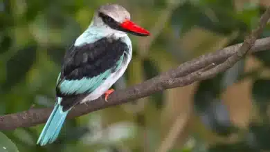 Blue-breasted Kingfishers