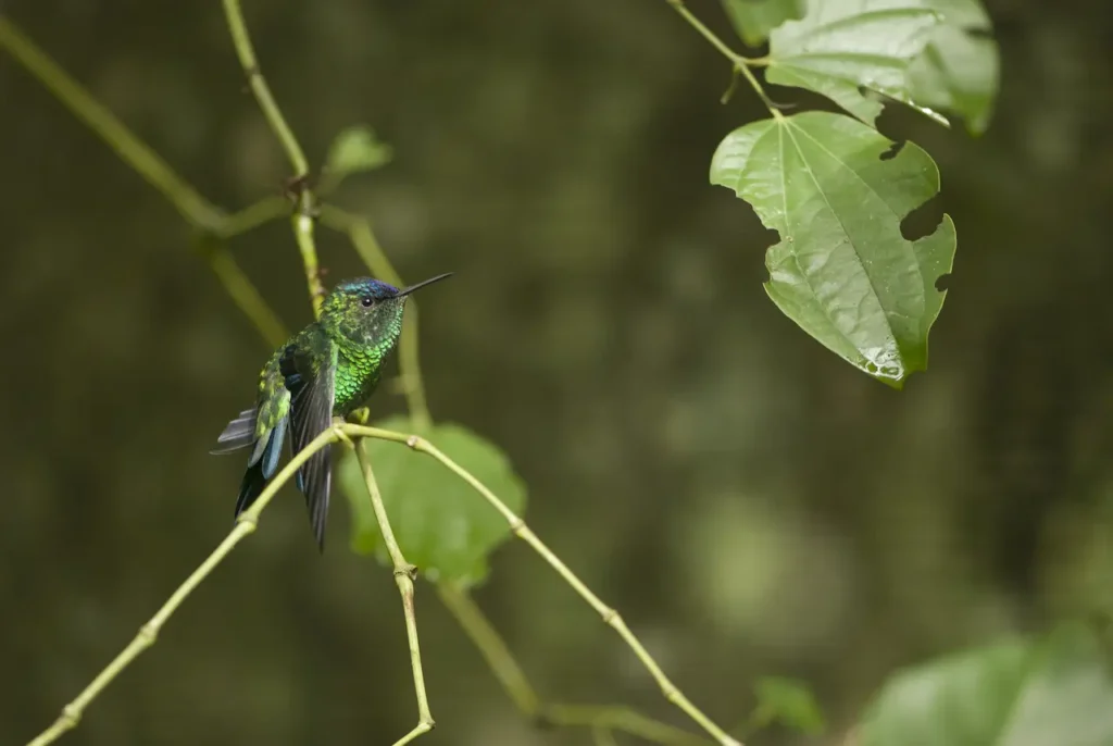 Blue-capped Pufflegs 