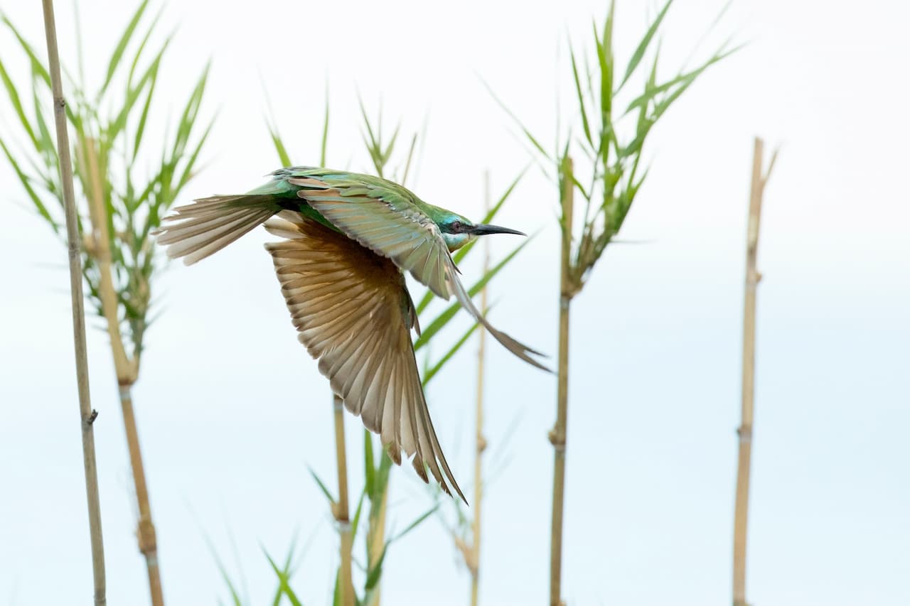 The Blue-cheeked Bee-Eater Is On Flight Hunting For A Prey