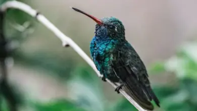 Blue-chinned Sapphire Hummingbirds On The Tree