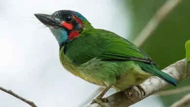 Blue-eared Barbets Perched on Tree