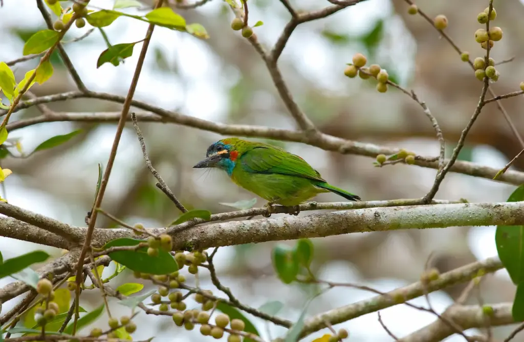 Blue-eared Barbets Perched on Tree 
