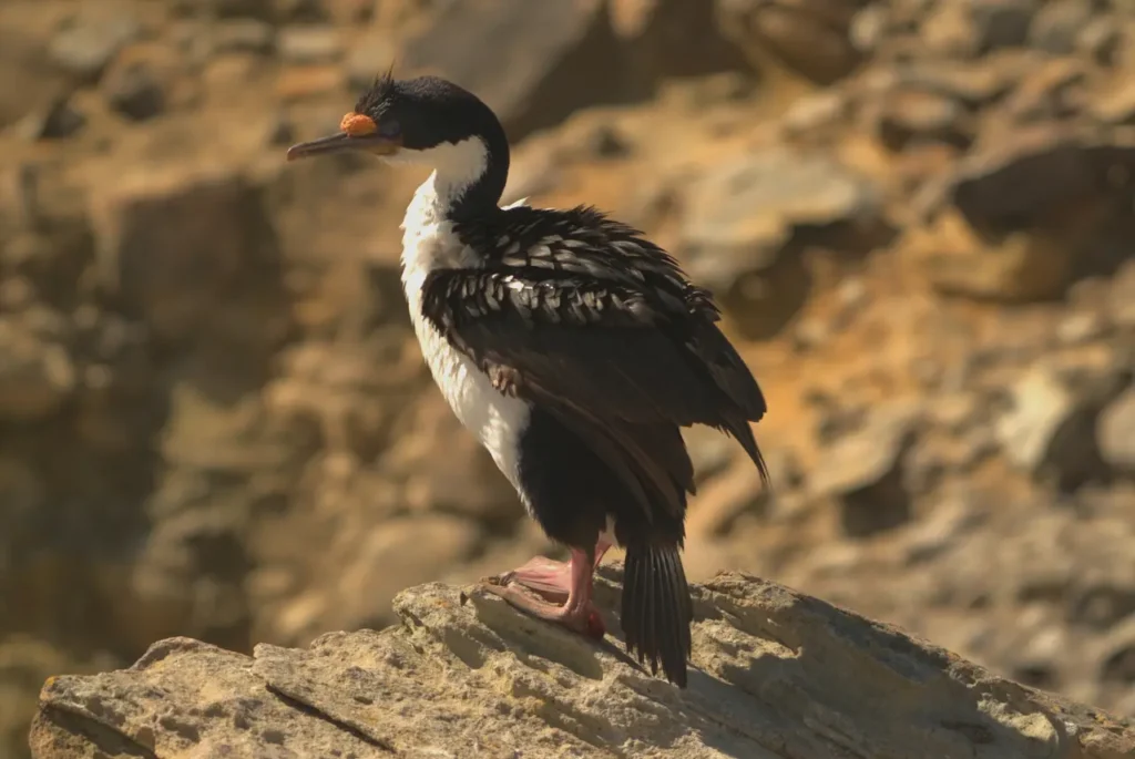 Blue-eyed Shags on a Rocks 