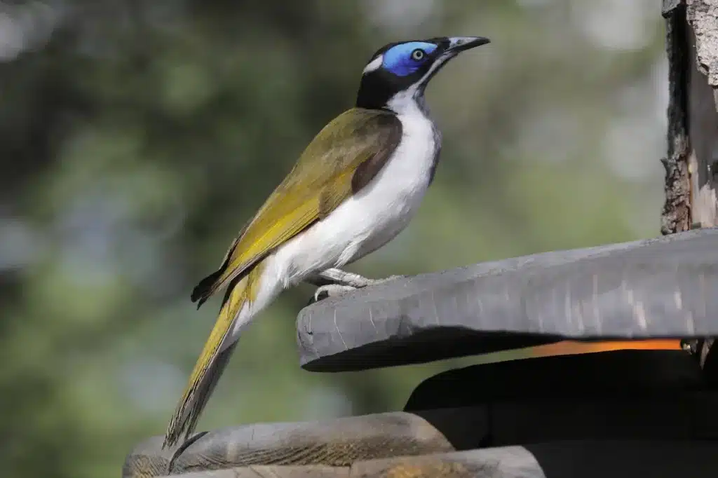 Blue-faced Honeyeater 