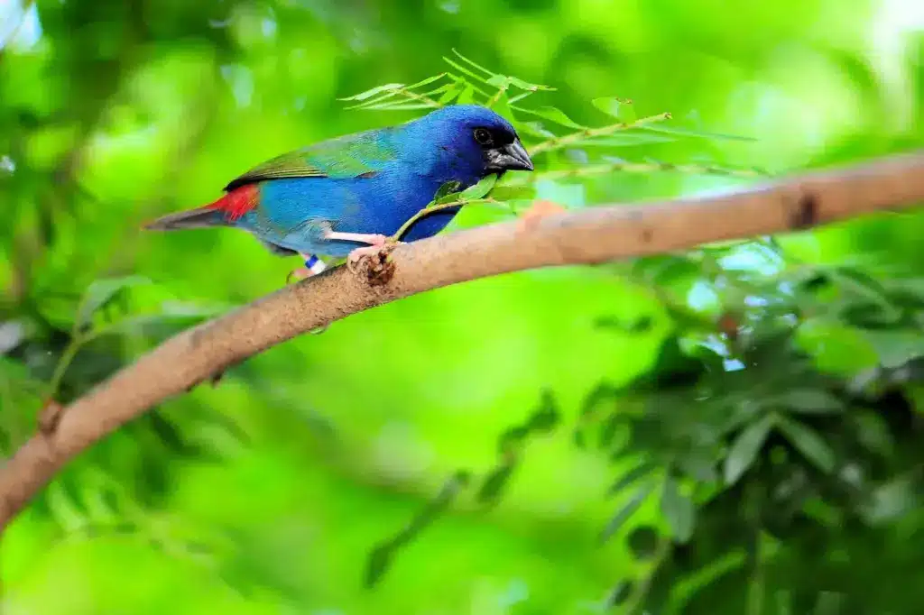 Blue-faced Parrotfinch On A Branch