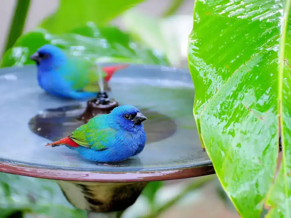 Blue-faced Parrotfinches On A Bird Bath
