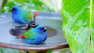 Blue-faced Parrotfinches On A Bird Bath