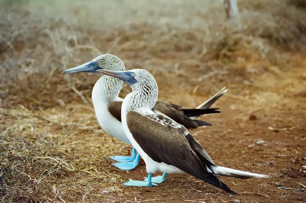 Blue-footed Boobies on the Ground 