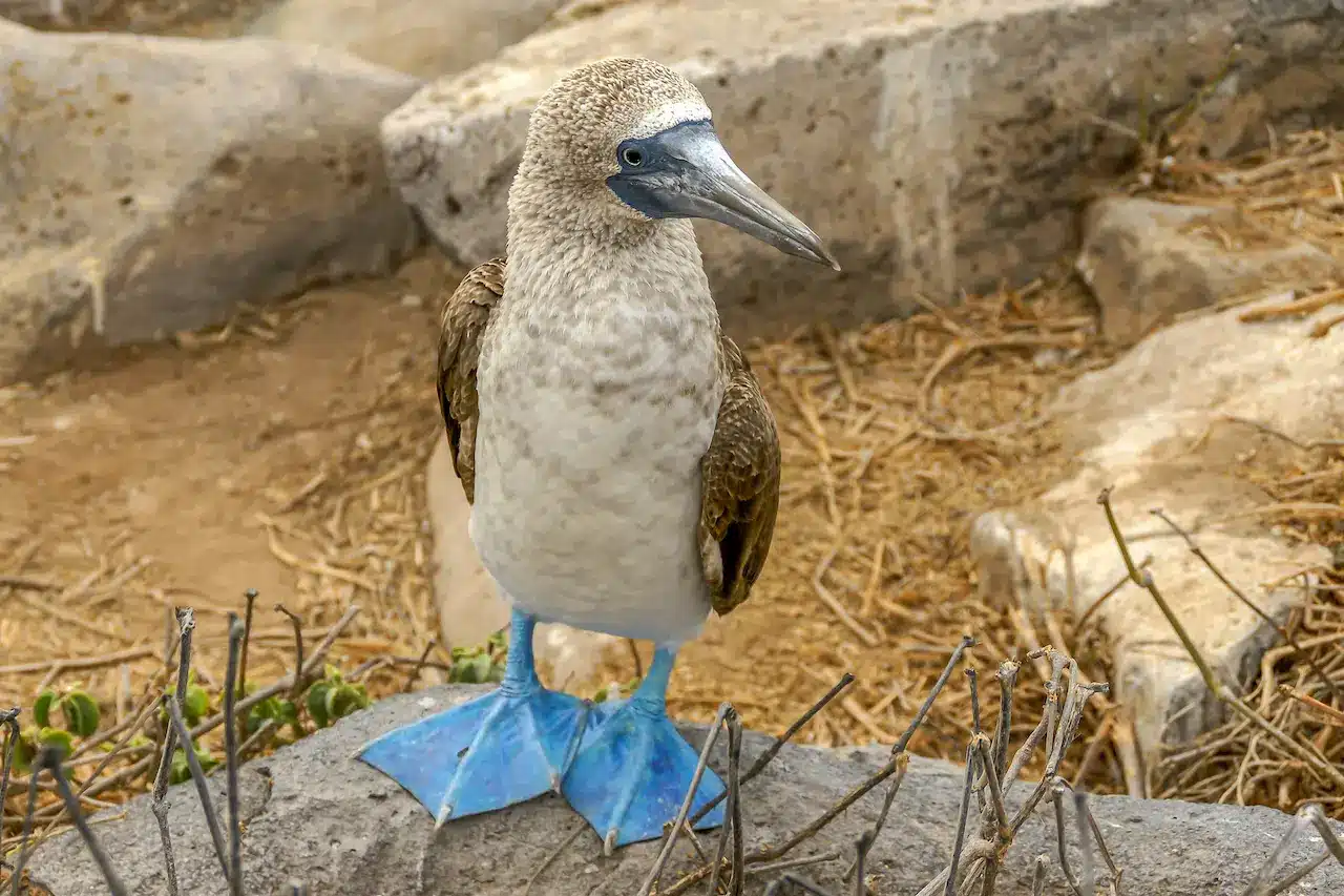 The Blue-footed Boobies Standing On The Big Rock