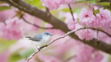 The Blue-gray Gnatcatcher Into The Flower Tree