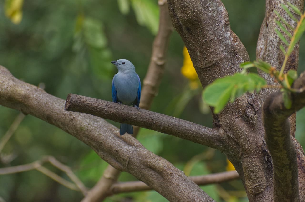 A Blue-gray Tanagers sitting alone on a branch of a tree.