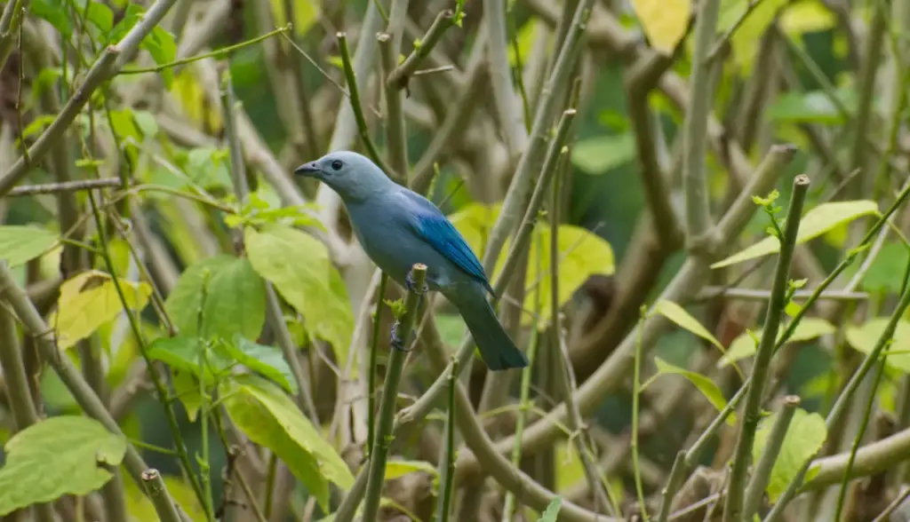 Blue-grey Tanager Perched on a Branch 
